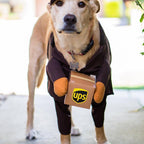 Delivery of pet dog and cat clothes